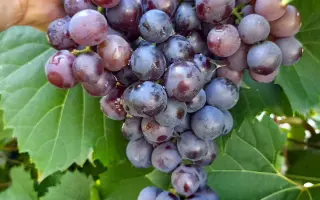 МУСКАТ ГАМБУРГСКИЙ