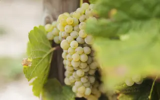 СОВИНЬОН БЕЛЫЙ