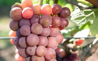 ТРАМИНЕР РОЗОВЫЙ