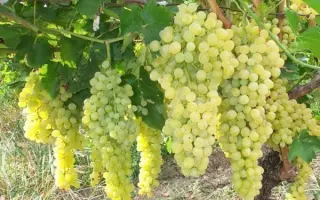 ШАСЛА МУСКАТНАЯ