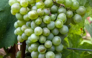 МЦВАНЕ КАХЕТИНСКИЙ