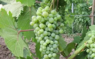 СИБИРЬКОВЫЙ