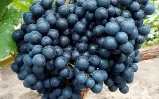 РАННИЙ МАГАРАЧА