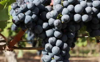 КАБЕРНЕ СОВИНЬОН