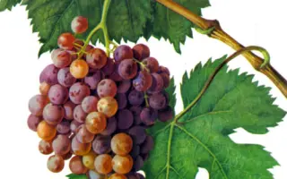 ГЮЛЯБИ ДАГЕСТАНСКИЙ