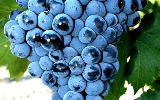 ЦИМЛЯНСКИЙ ЧЕРНЫЙ