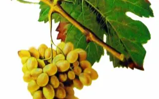 КЛЕРЕТ БЕЛЫЙ