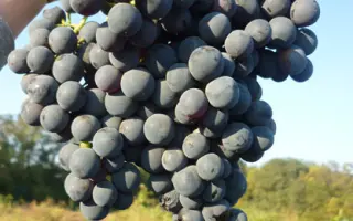 АЛЫЙ ТЕРСКИЙ