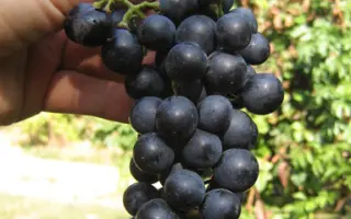 РУБИНОВЫЙ МАГАРАЧА