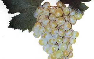 МУСКАТ ТРАНСПОРТАБЕЛЬНЫЙ