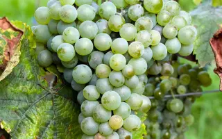 ВЫДВИЖЕНЕЦ