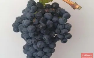 СЛАВА ДЕРБЕНТА