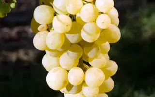 МУСКАТ ЯНТАРНЫЙ