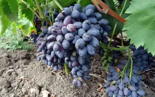 ДЕКАБРЬСКИЙ