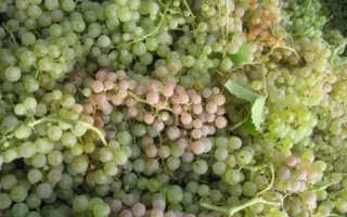 ГАРГАНЕГА ТАМАНСКАЯ