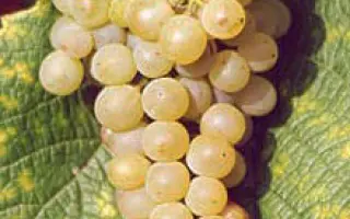 СОЛЯРИС ТАМАНСКИЙ