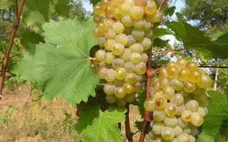 ПЕРВЕНЕЦ МАГАРАЧА