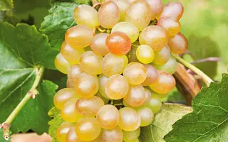 КРАСА СЕВЕРА