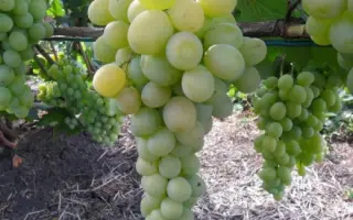 ФРУМОАСА АЛБЭ