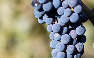 КАБЕРНЕ СЕВЕРНЫЙ