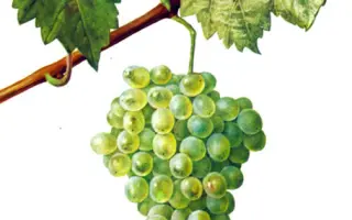 КОСОРОТОВСКИЙ