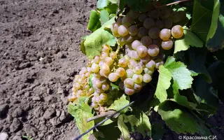 БИЯС АЙБАТЛЫ