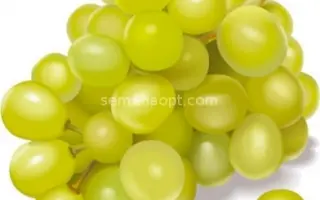 АБЛА АГАНЫН ИЗЮМ