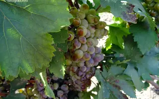 АДЖЕМ МИСКЕТ