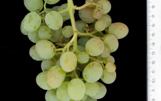 КОКУР БЕЛЫЙ ПОЛУРАССЕЧЕННЫЙ