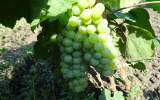 КОКУРДЕС БЕЛЫЙ