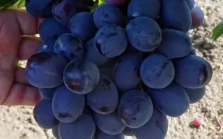 КУТЛАКСКИЙ ЧЕРНЫЙ