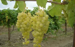 МУСКАТ КРЫМСКИЙ