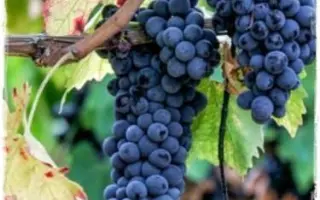 САФТА ДУРМАЗ