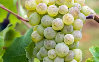 ТЕРГУЛЬМЕК