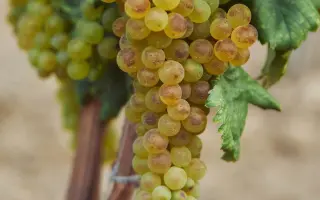 ХАЛИЛЬ ИЗЮМ