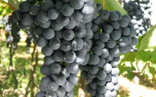 ТЕРОЛЬДЕГО