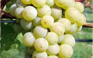 МАНЗОНИ БЬЯНКО