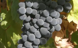 МОНТЕПУЛЬЧАНО