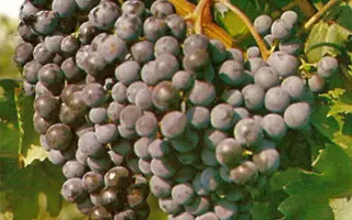 40 ЛЕТ ОКТЯБРЯ