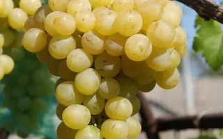 МУСКАТ ИТАЛИЯ