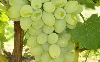 ГАЛБЕНА НОУ