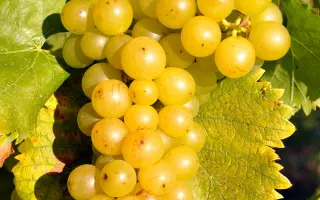 МОСКАТО ДЖАЛЛО