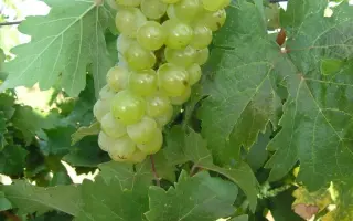 АМЕТ АДЖИ ИБРАМ