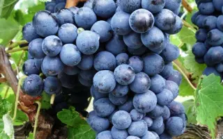 МАРИНОВСКИЙ