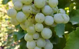 ГЕЧЕИ ЗАМАТОШ