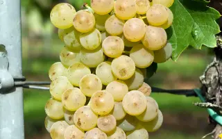 ЛАКХЕДЬИ МЕЗЕШ