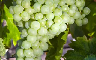 КУМШАЦКИЙ БЕЛЫЙ