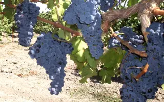 ГРАНАТОВЫЙ