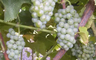 МОСКОВСКИЙ