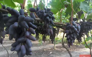 МОСКОВСКИЙ ЧЕРНЫЙ